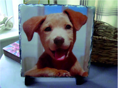 Bespoke square shaped slate image dog pet image